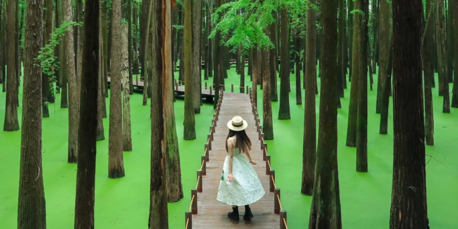 Toàn tập khám phá Hồ Thanh Sơn – “rừng matcha xanh mướt” ở Hàng Châu - Joytrip Hành Trình Đi Tới Niềm Vui