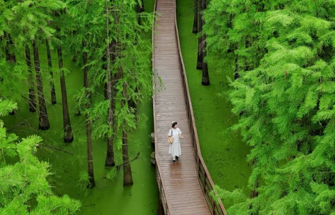 Hồ Thanh Sơn – Khu rừng matcha lặng thầm giữa lòng Hàng Châu - Otrip